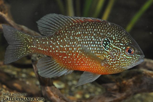 Lepomis marginatus western male3 by BZ