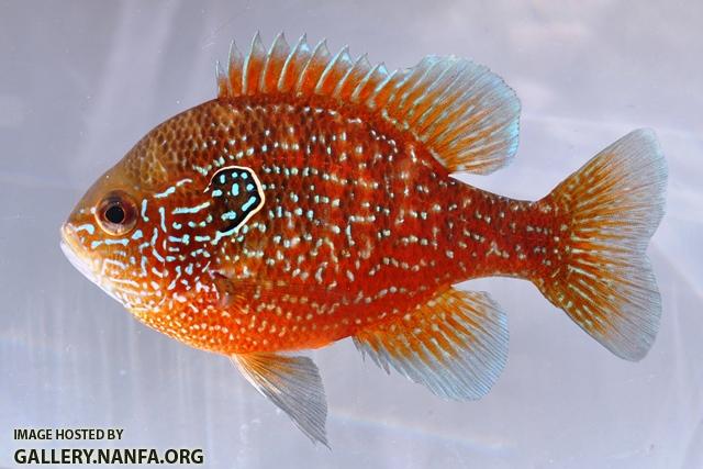 Lepomis marginatus western male4 by BZ