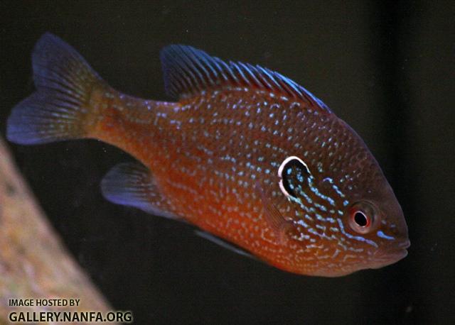 Lepomis marginatus western male5 by BZ