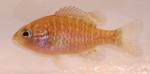 Lepomis megalotis megalotis juvenile1 by BZ