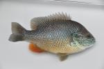 Lepomis megalotis Mississippi River embayment form female1 by BZ