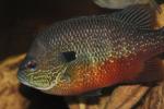 Lepomis megalotis Mississippi River embayment form male1 by BZ