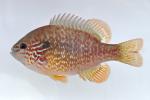 Lepomis megalotis Missouri River basin form female1 by BZ