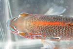 Lepomis megalotis Missouri River basin form male1 by BZ