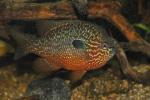 Lepomis megalotis Missouri River basin form male3 by BZ