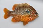 Lepomis megalotis Missouri River basin form male6 by BZ