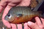 Lepomis megalotis White River basin form male2 by JZ