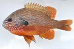 Lepomis megalotis White River basin form male3 by BZ