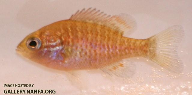 Lepomis megalotis megalotis juvenile1 by BZ