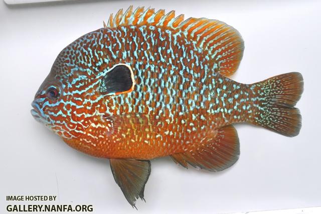 Lepomis megalotis megalotis male1 by BZ