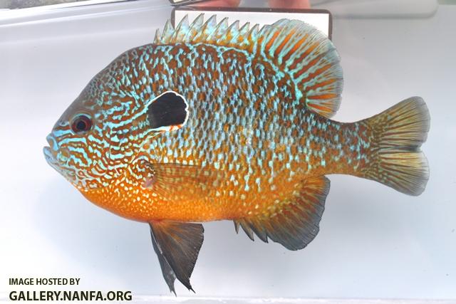 Lepomis megalotis megalotis male2 by BZ