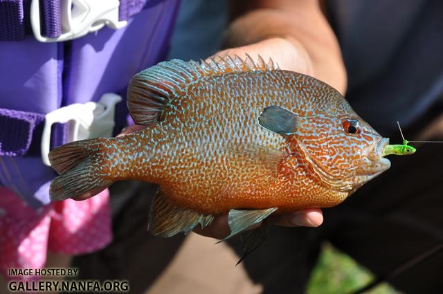 Lepomis megalotis megalotis male3 by JZ