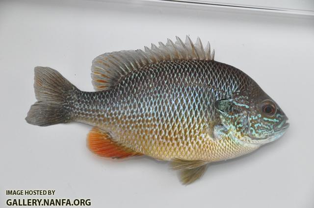 Sunfish lost color after capture- how can I brighten them up