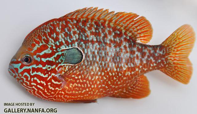 Lepomis megalotis Missouri River basin form male4 by BZ