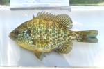 Lepomis microlophus female1 by BZ