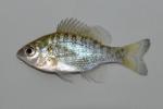 Lepomis microlophus juvenile1 by BZ