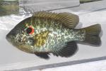 Lepomis microlophus male1 by BZ