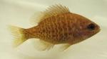 Lepomis miniatus juvenile1 by BZ