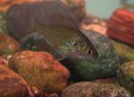 Lepomis miniatus juvenile2 by BZ