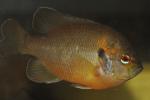 Lepomis miniatus male1 by BZ