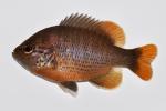 Lepomis miniatus male2 by BZ