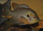 Lepomis miniatus male3 by BZ