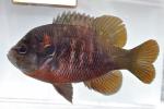 Lepomis miniatus male4 by BZ