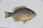 Lepomis peltastes female1 by BZ