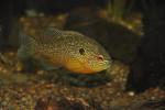 Lepomis peltastes male1 by BZ