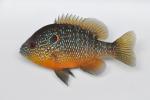 Lepomis peltastes male2 by BZ