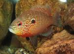 Lepomis peltastes male4 by BZ