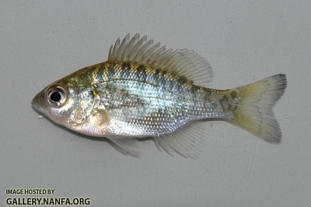 Lepomis microlophus juvenile1 by BZ