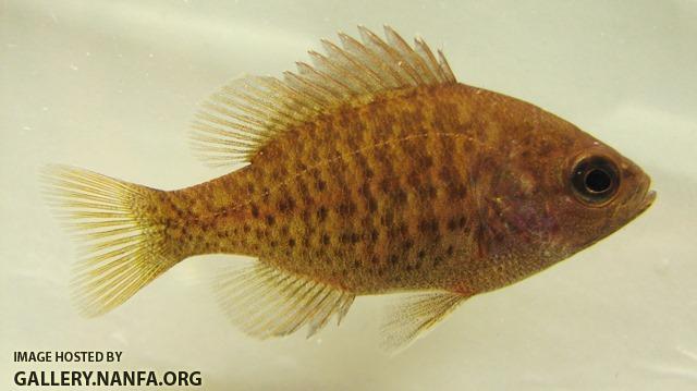 Lepomis miniatus juvenile1 by BZ