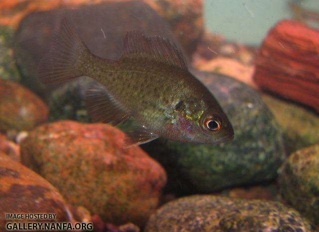 Lepomis miniatus juvenile2 by BZ