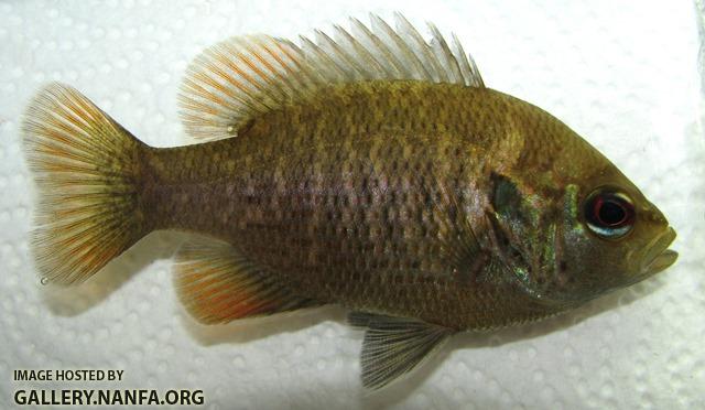 Lepomis miniatus male young1 by BZ