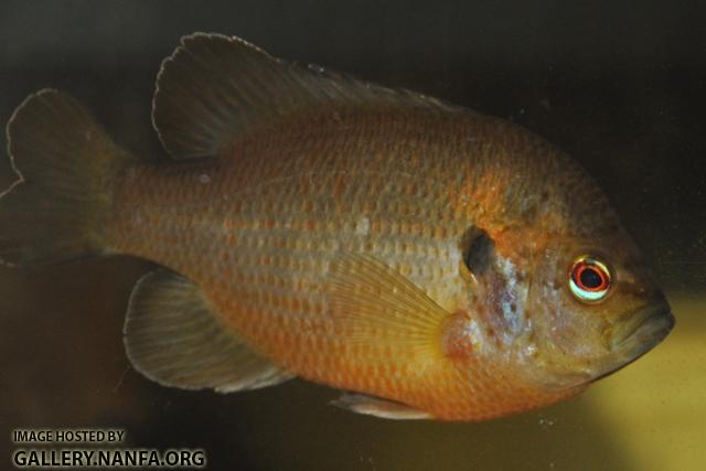 Lepomis miniatus male1 by BZ