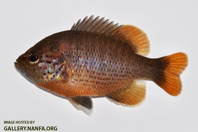 Lepomis miniatus male2 by BZ