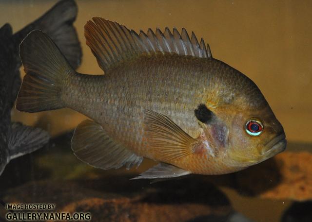 Lepomis miniatus male3 by BZ