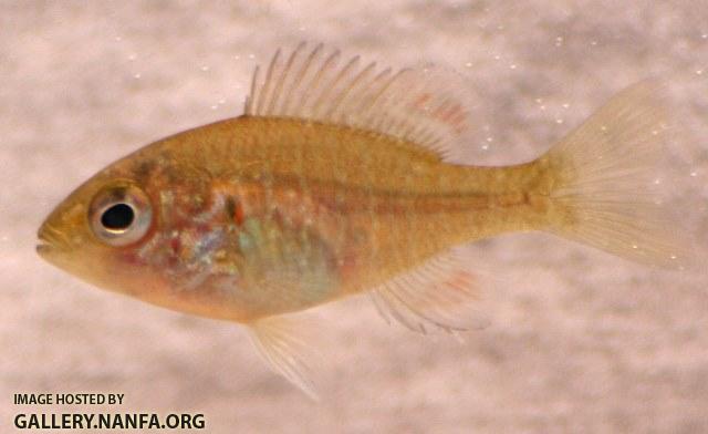 Lepomis peltastes juvenile1 by BZ