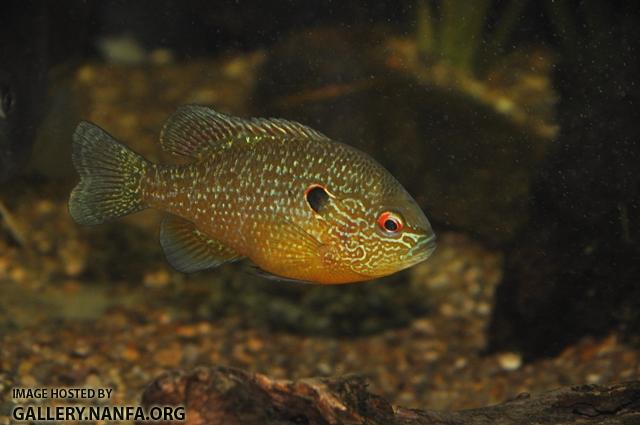 Lepomis peltastes male1 by BZ