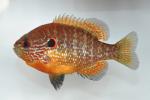 Lepomis peltastes male5 by BZ