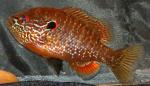 Lepomis peltastes male7 by BZ