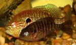 Lepomis peltastes pair spawning1 by BZ