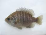 Lepomis punctatus female1 by BZ