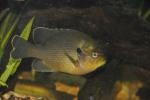 Lepomis punctatus male1 by BZ