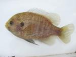 Lepomis punctatus male4 by BZ