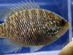 Lepomis symmetricus female2 by BZ