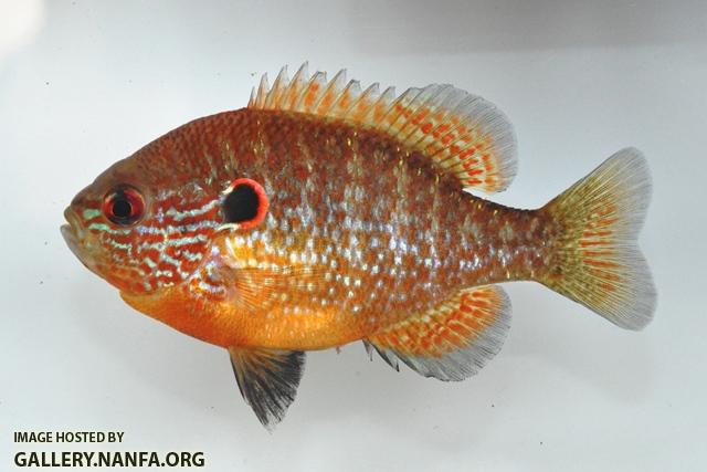 Lepomis peltastes male5 by BZ