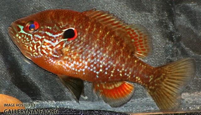 Lepomis peltastes male7 by BZ