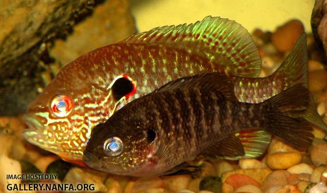 Lepomis peltastes pair spawning1 by BZ